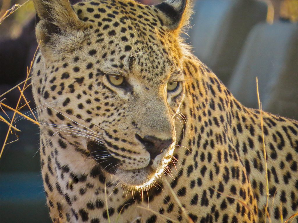 Not Now Bud - Christine Schwartz